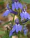bluelobiella